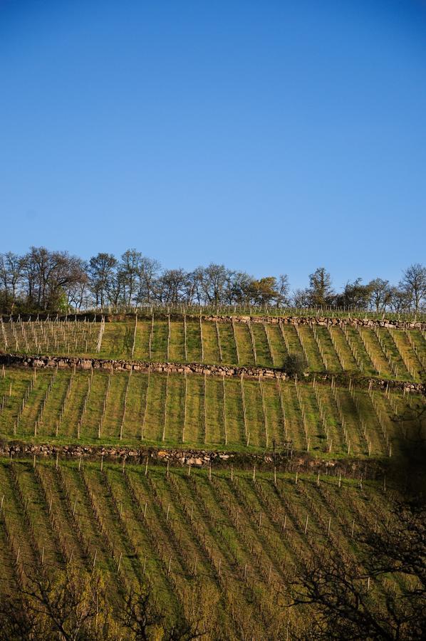 B&B Fagiolari Greve in Chianti Bagian luar foto